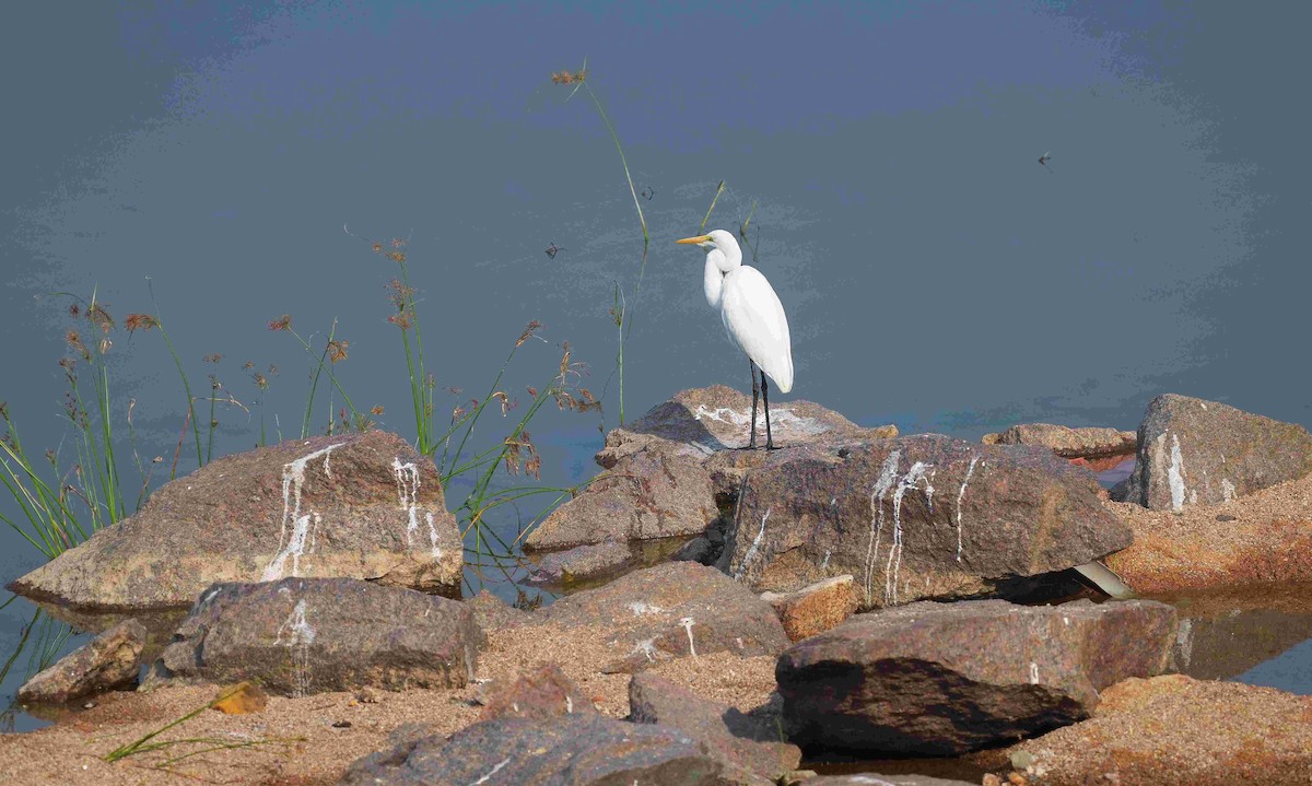 Garceta Grande - ML645539254