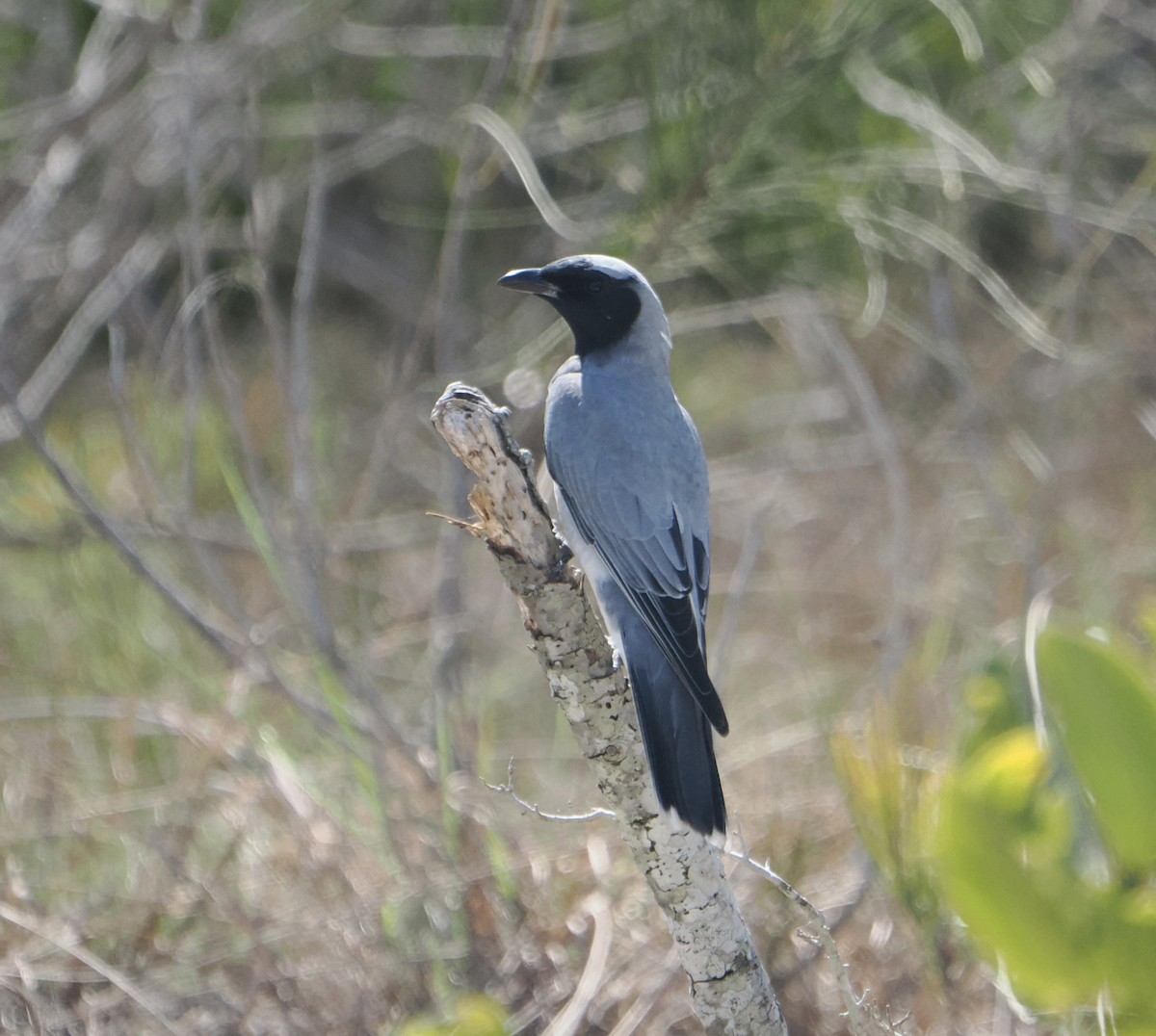 Black-faced Cuckooshrike - ML645539293