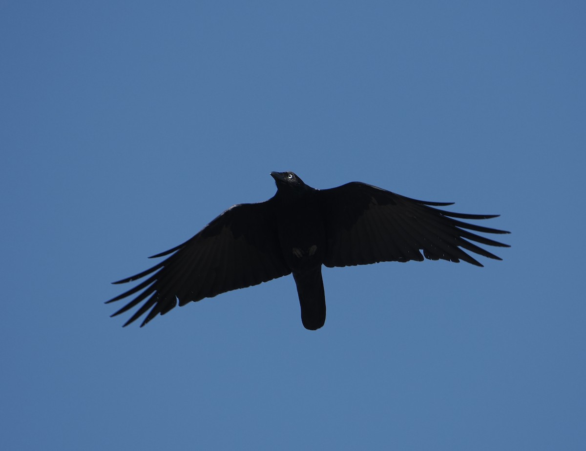 Torresian Crow - ML645539295