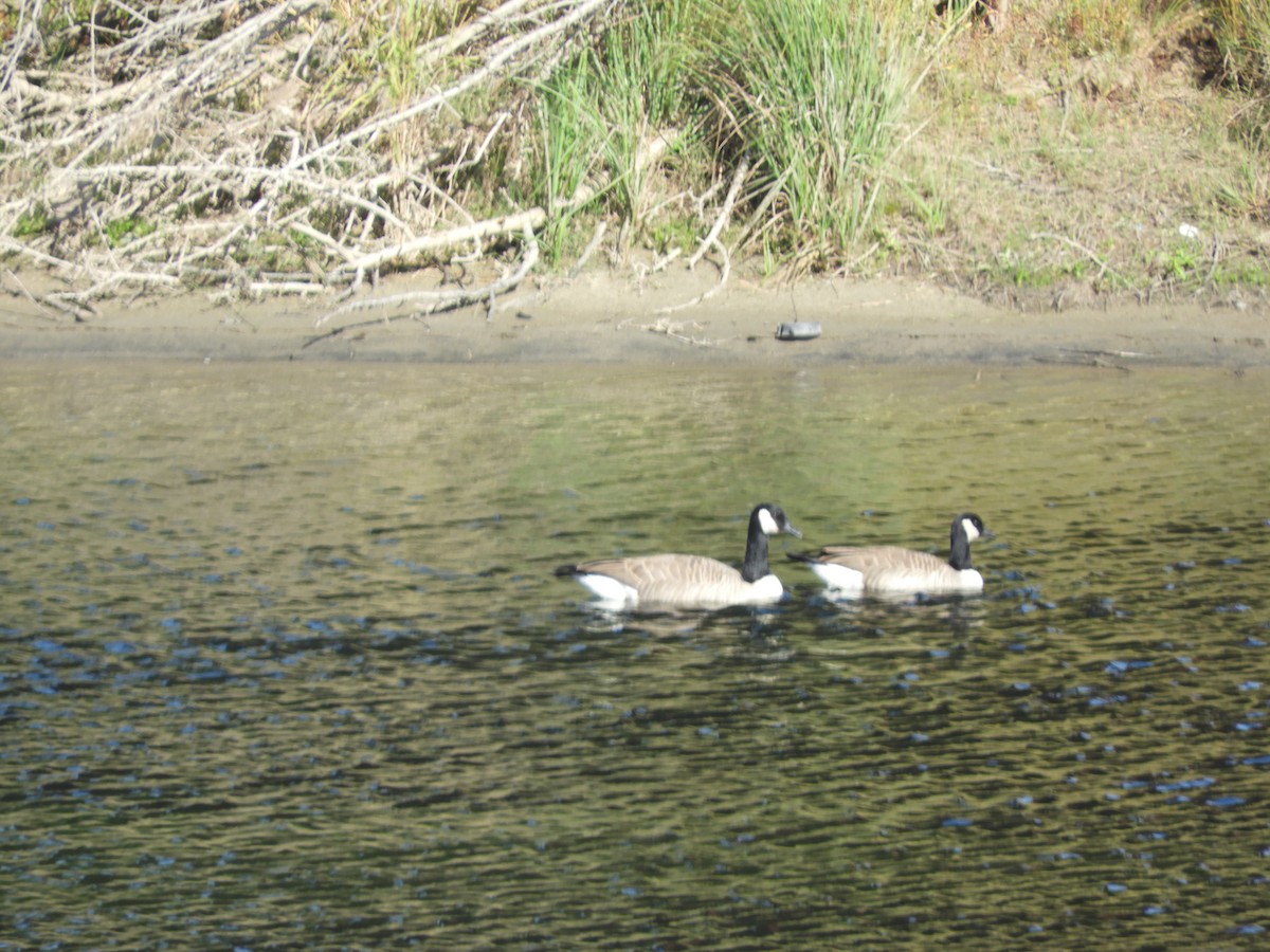 Canada Goose - ML645539300