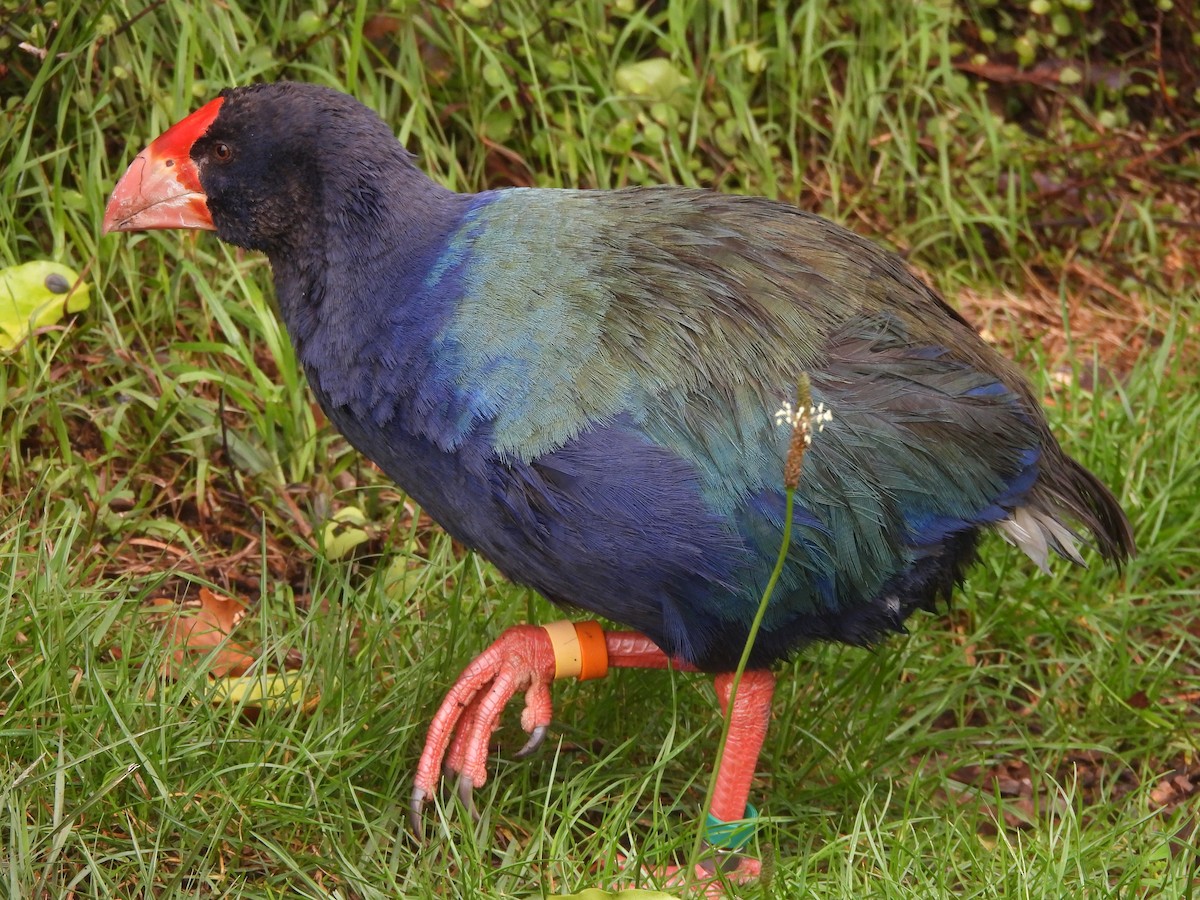 South Island Takahe - ML645539337