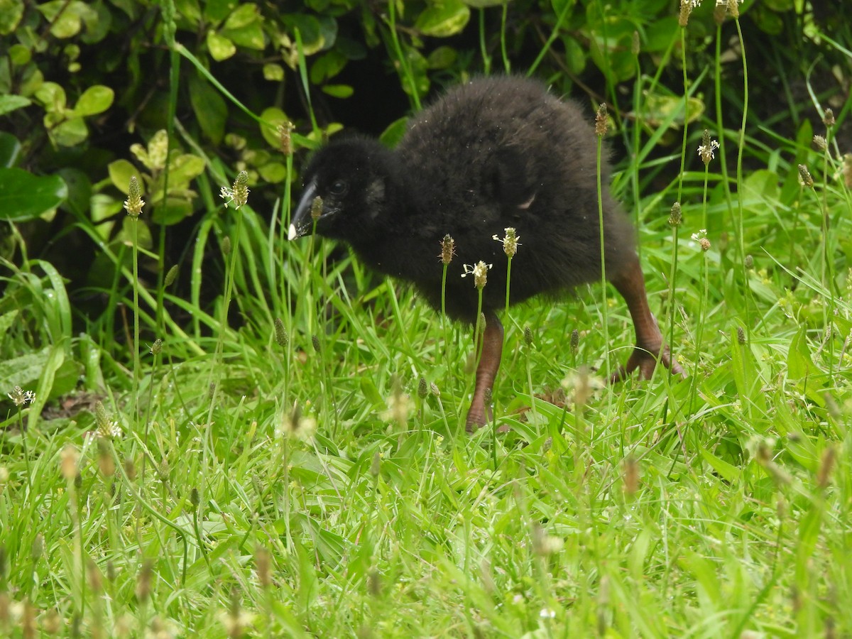 South Island Takahe - ML645539338