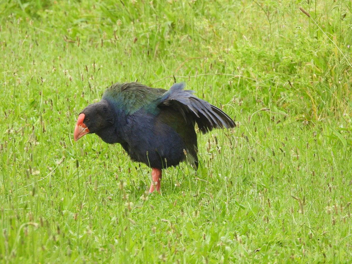 South Island Takahe - ML645539339
