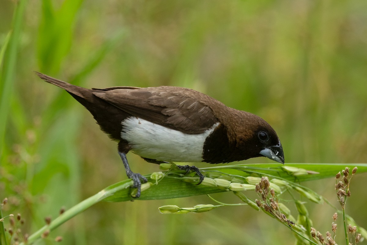 Яванская муния - ML645539347