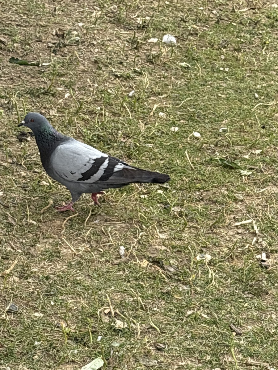 holub skalní (domácí) - ML645539355