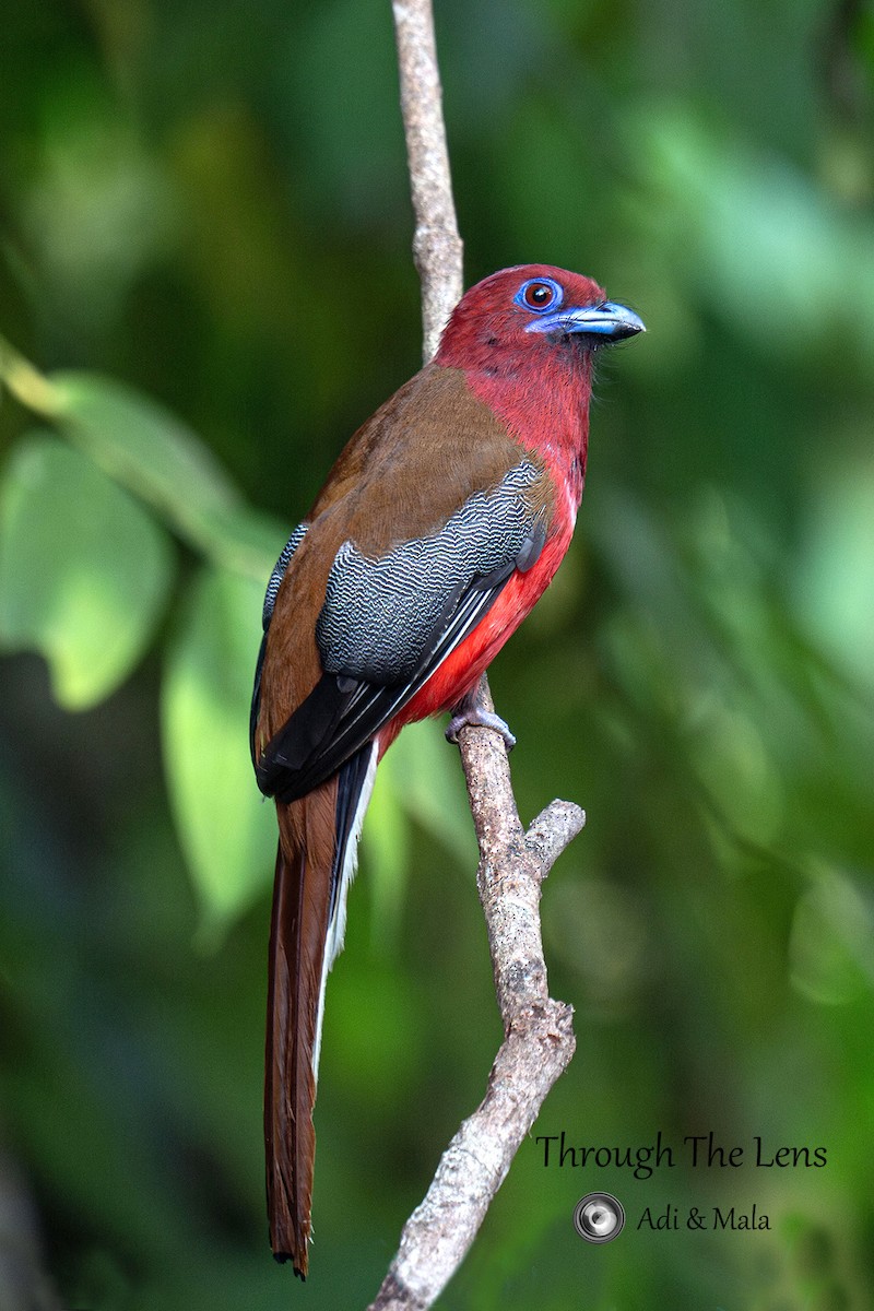 Трогон червоноголовий - ML645539356