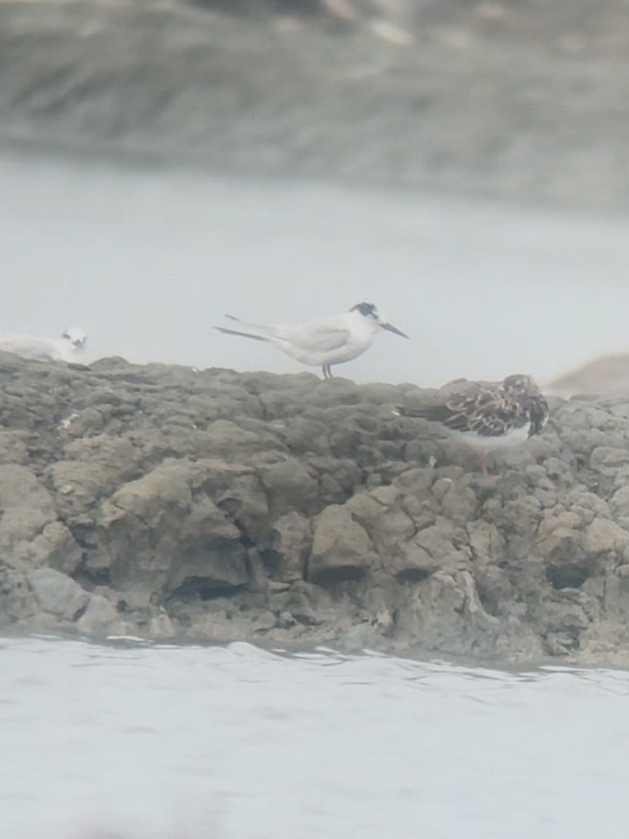 燕鷗 - ML645539360