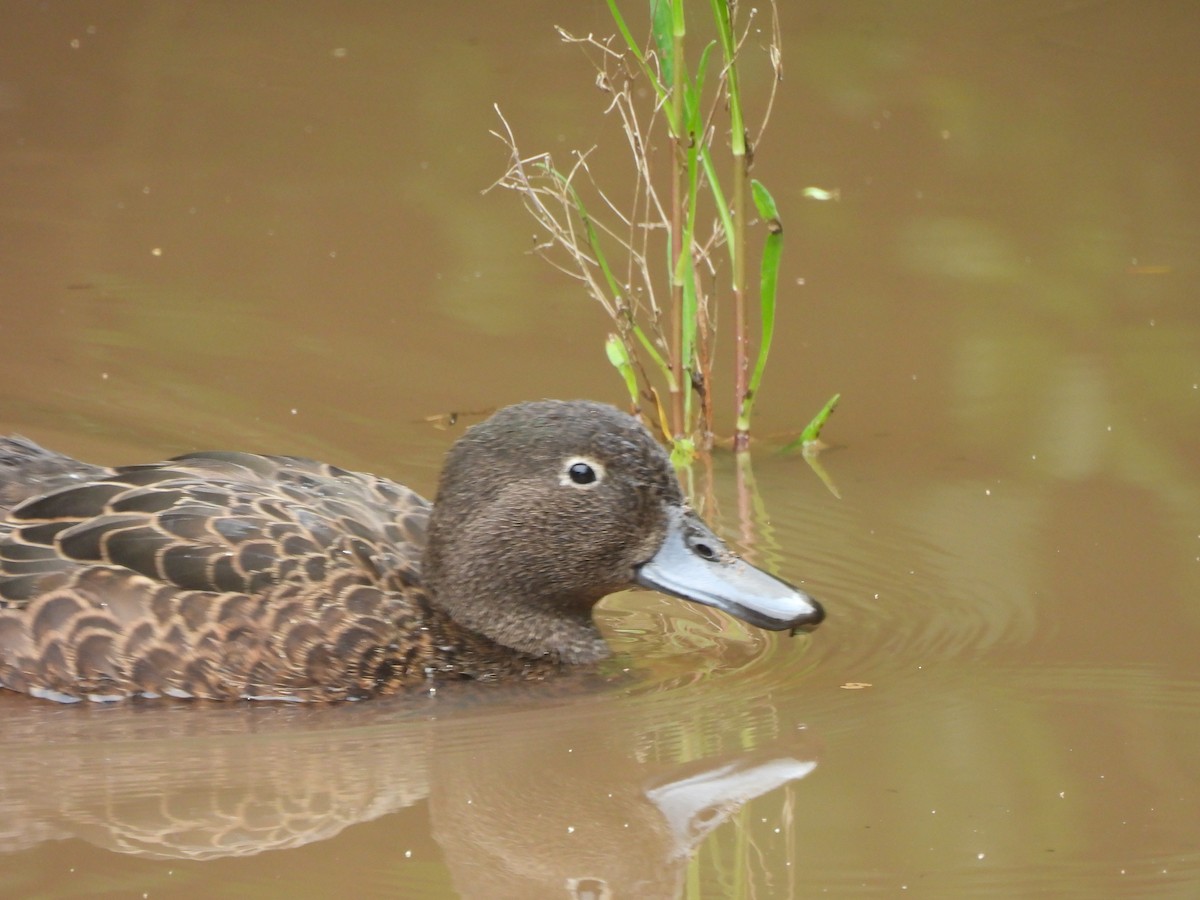 Brown Teal - ML645539363