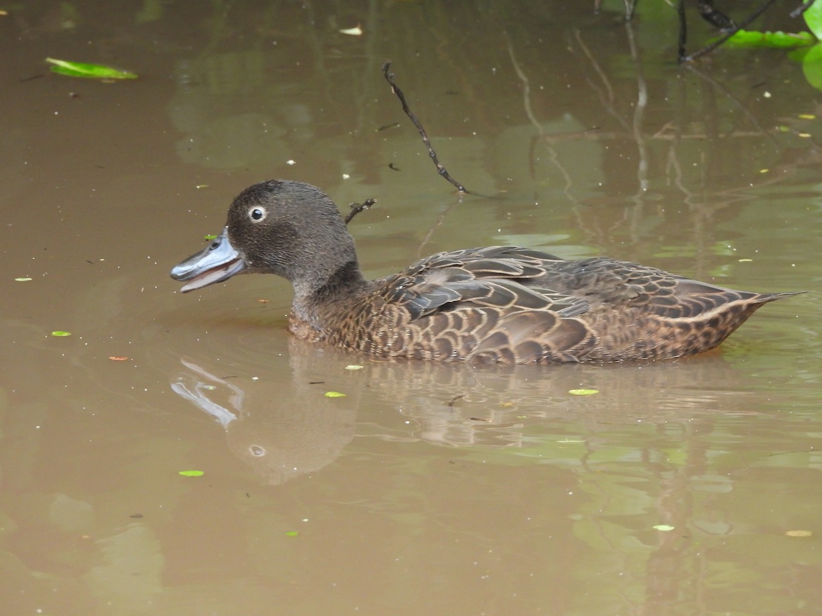 Brown Teal - ML645539364