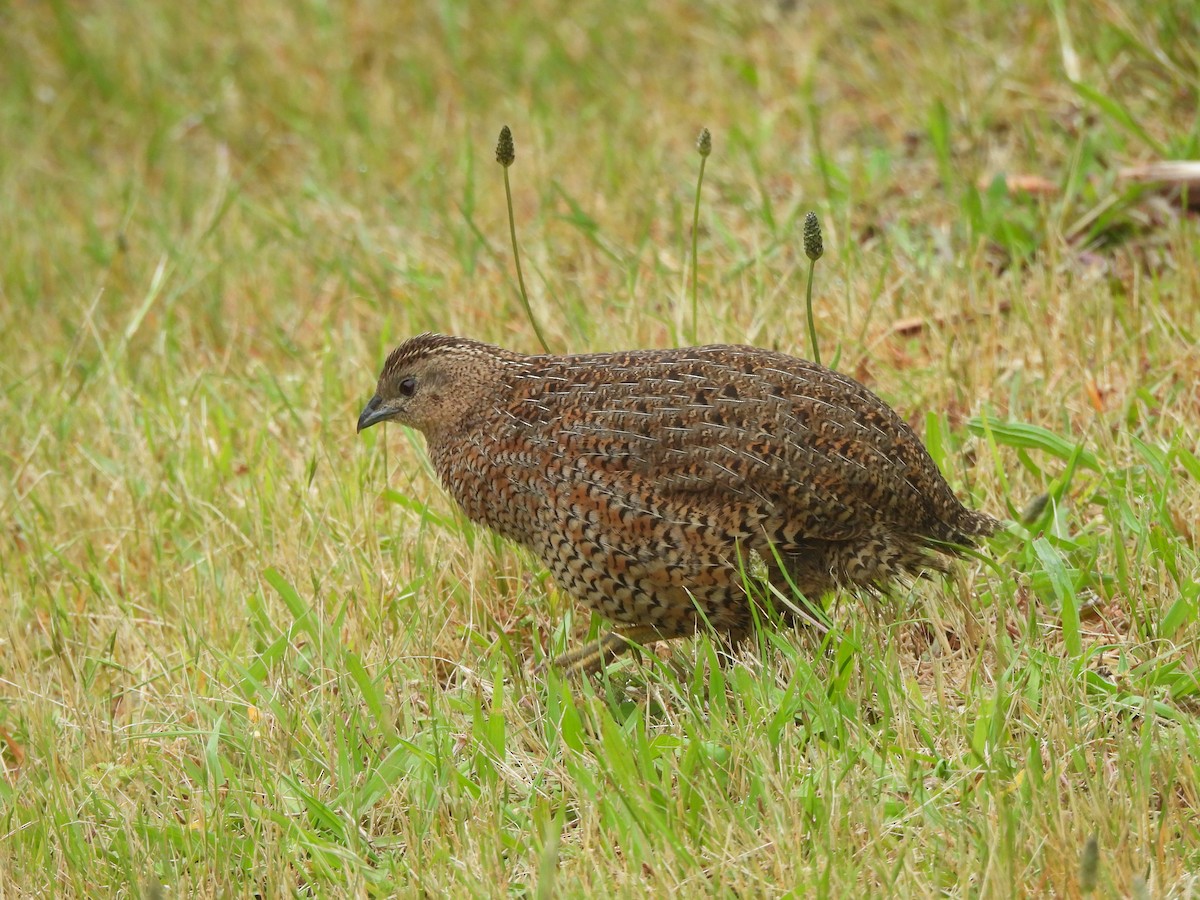 Brown Quail - ML645539369