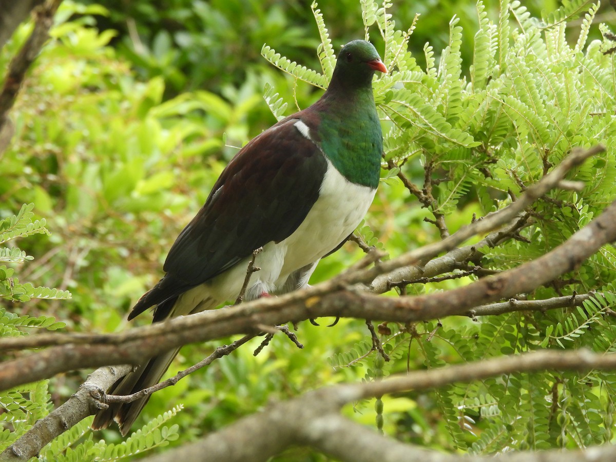 New Zealand Pigeon - ML645539371