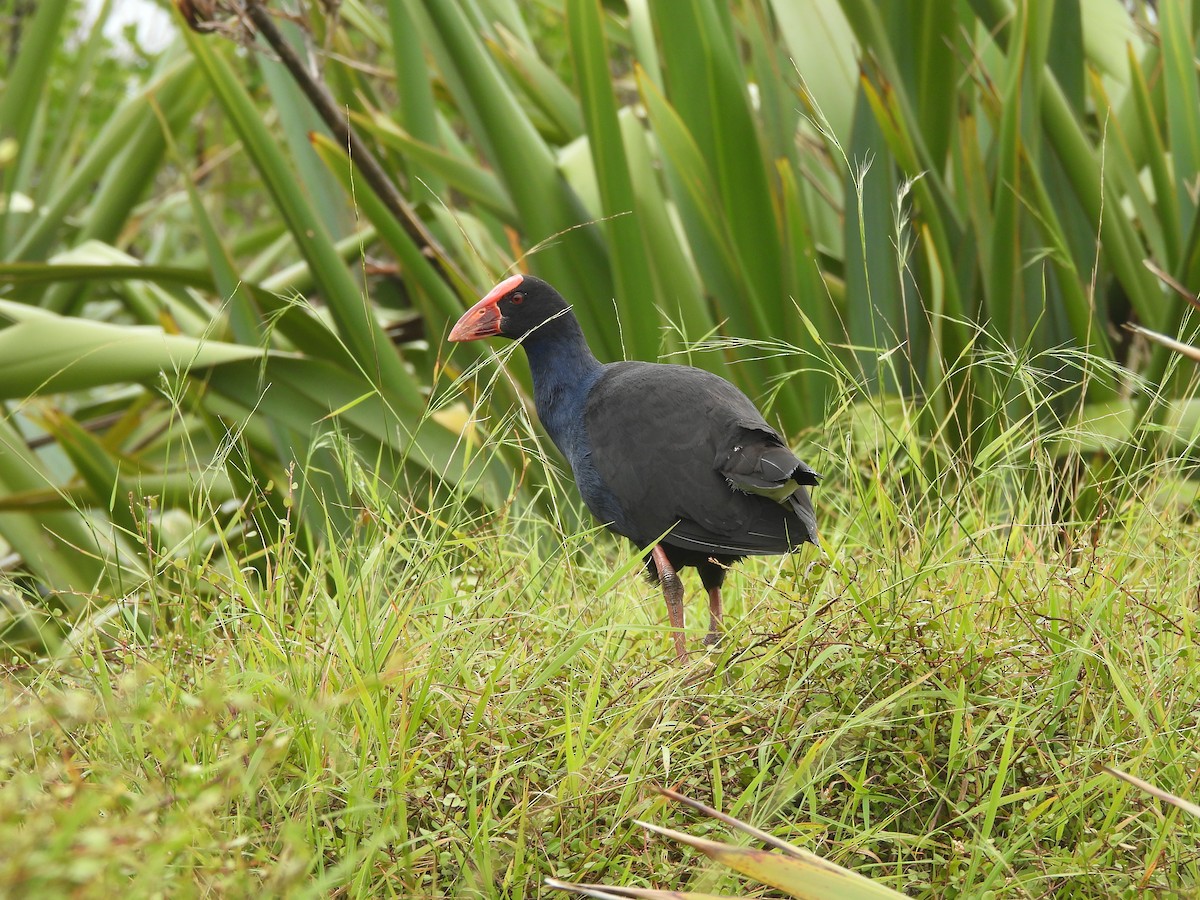 Australasian Swamphen - ML645539377