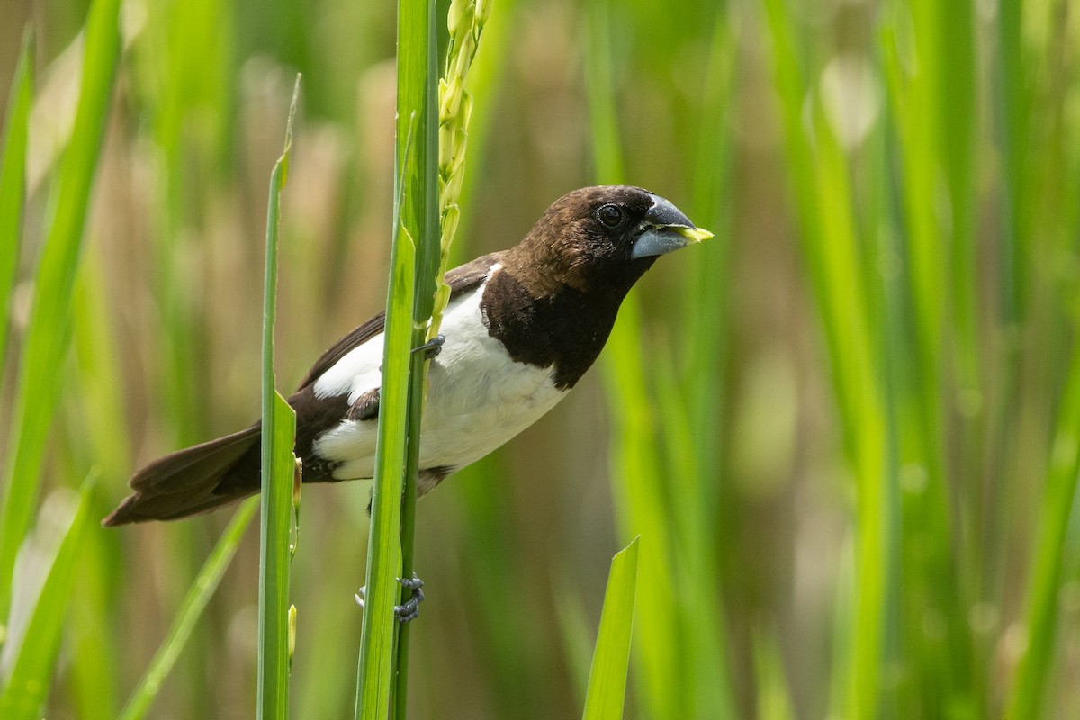 Яванская муния - ML645539391