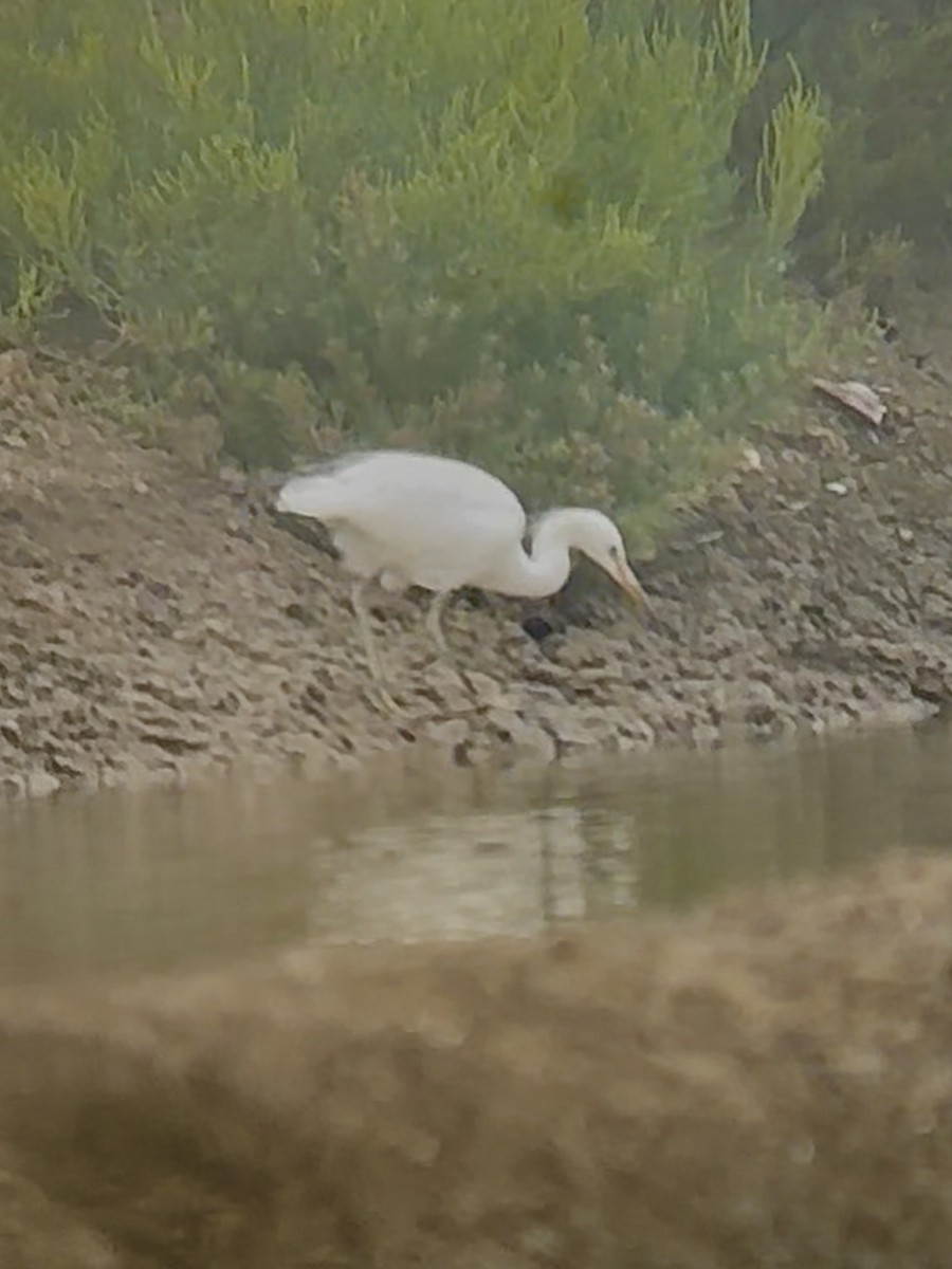 Chinese Egret - ML645539404