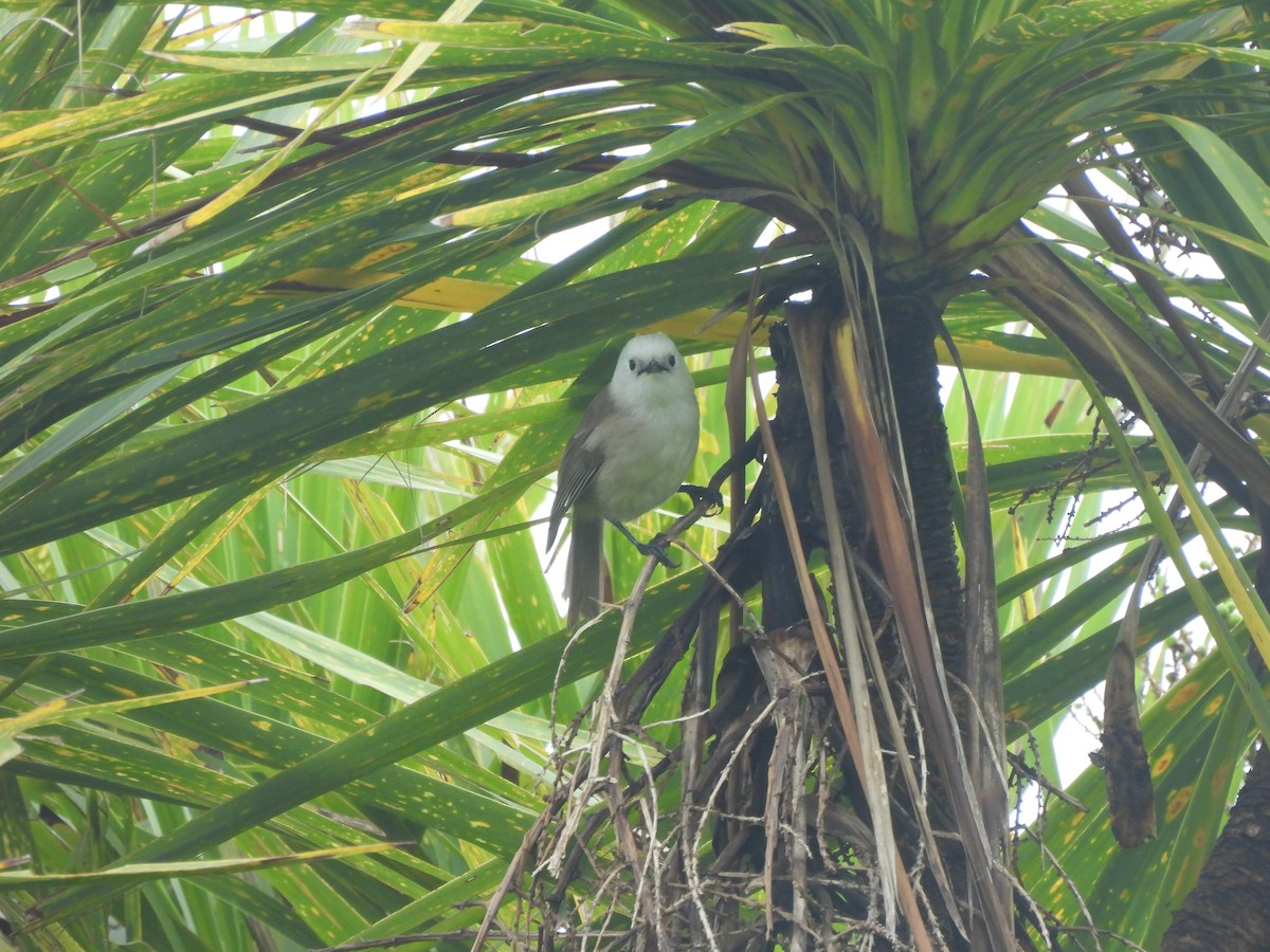 Whitehead - ML645539405