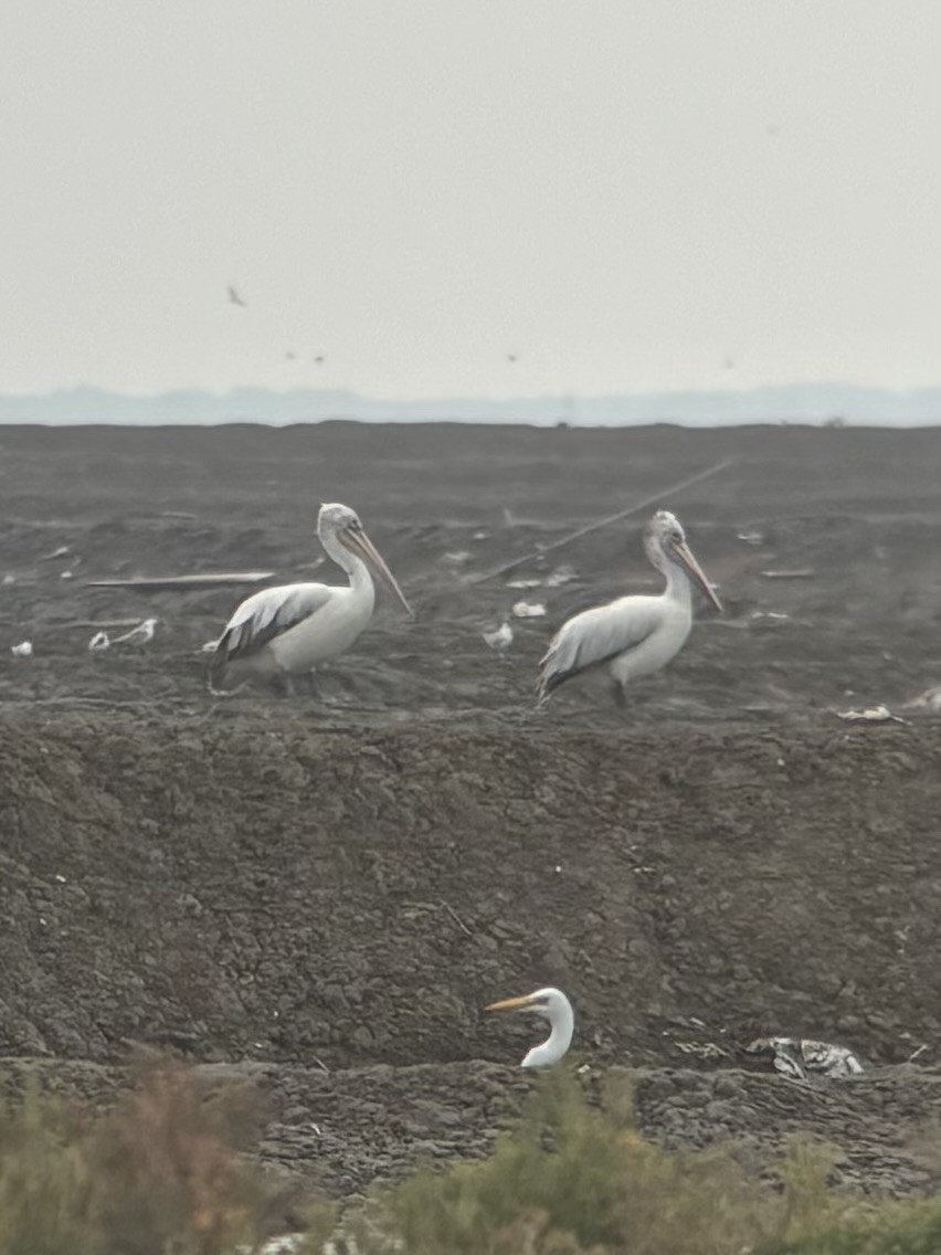 Pelikano tantoduna - ML645539409