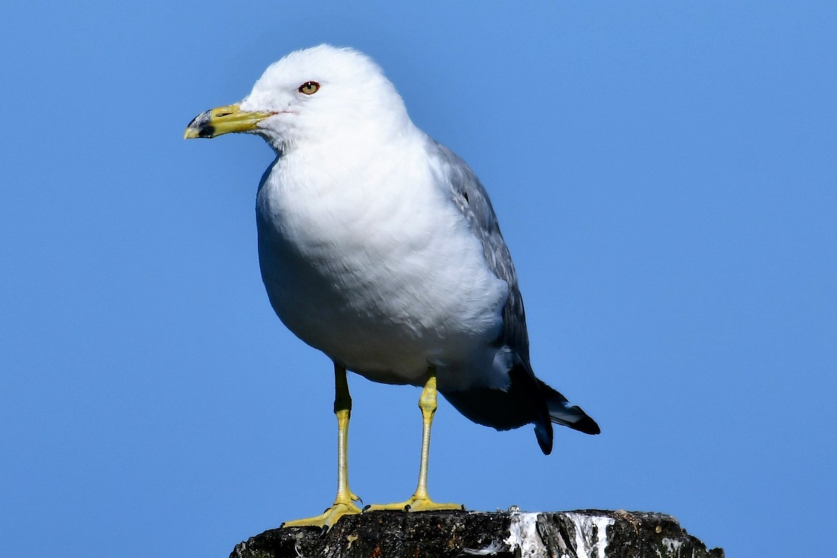 Ring-billed Gull - Sia McGown