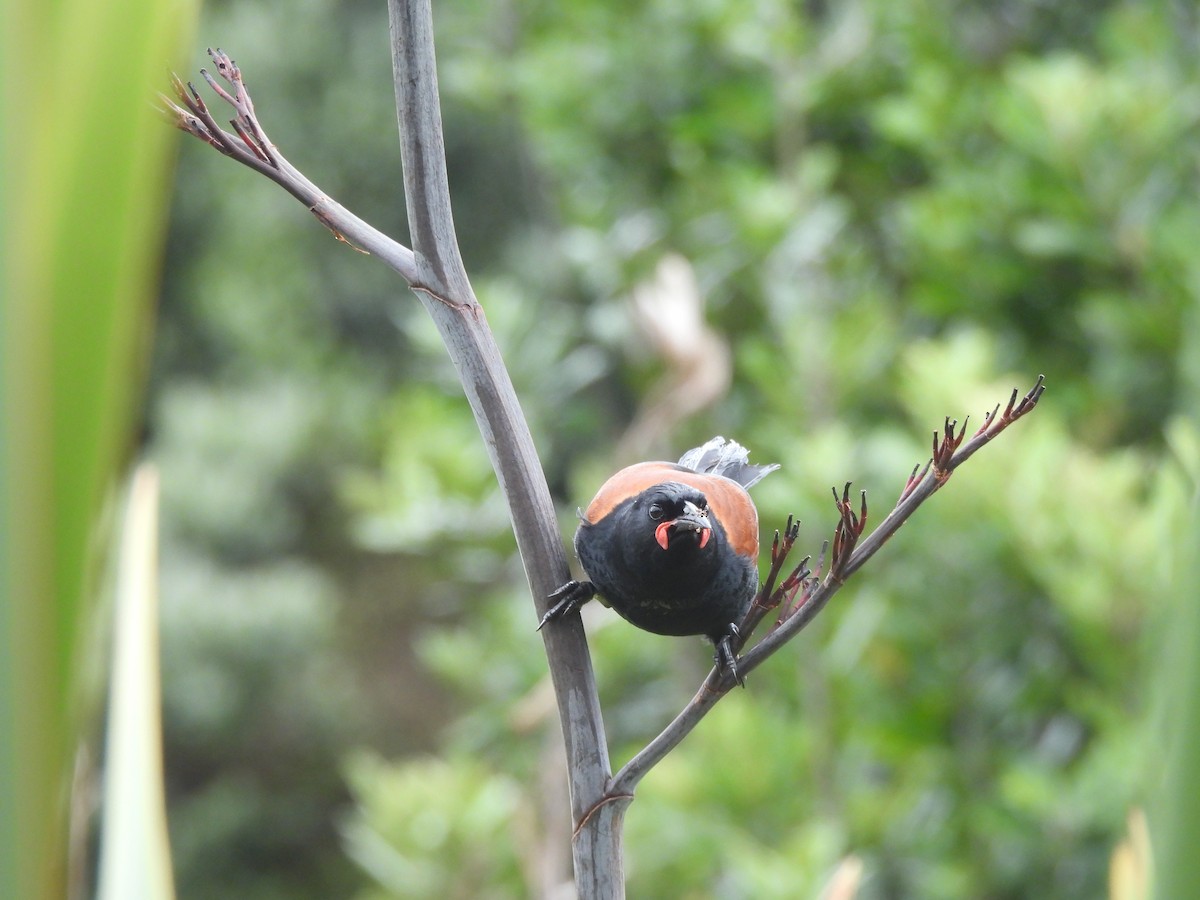 North Island Saddleback - ML645539440