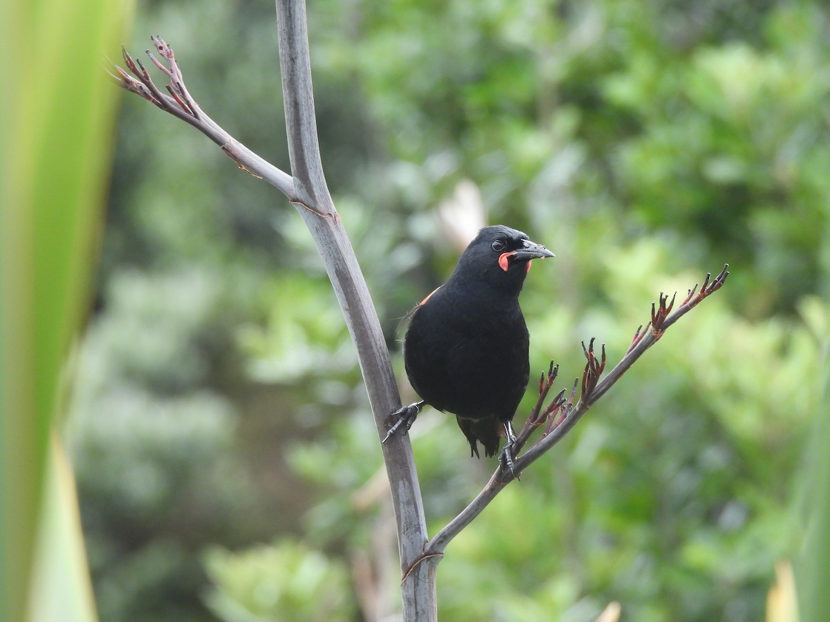 North Island Saddleback - ML645539441
