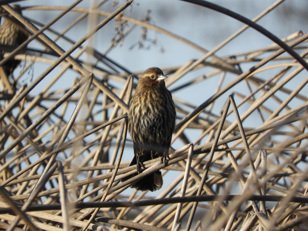 Red-winged Blackbird - ML645539445