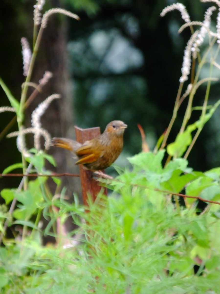 brunørelattertrost - ML645539467