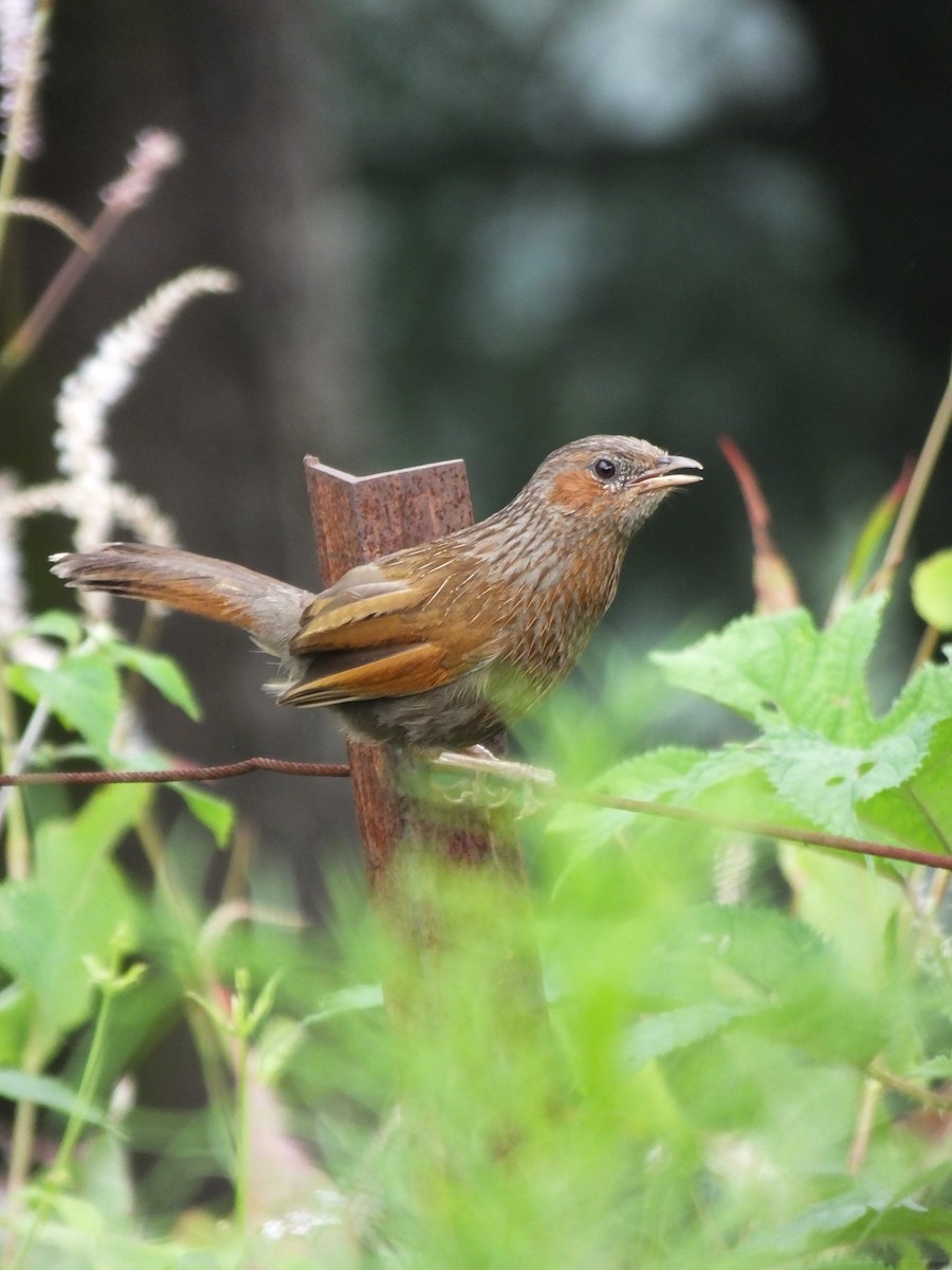 brunørelattertrost - ML645539469