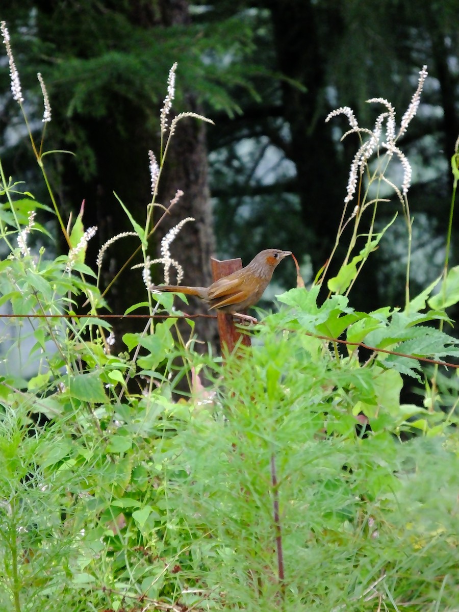 brunørelattertrost - ML645539470