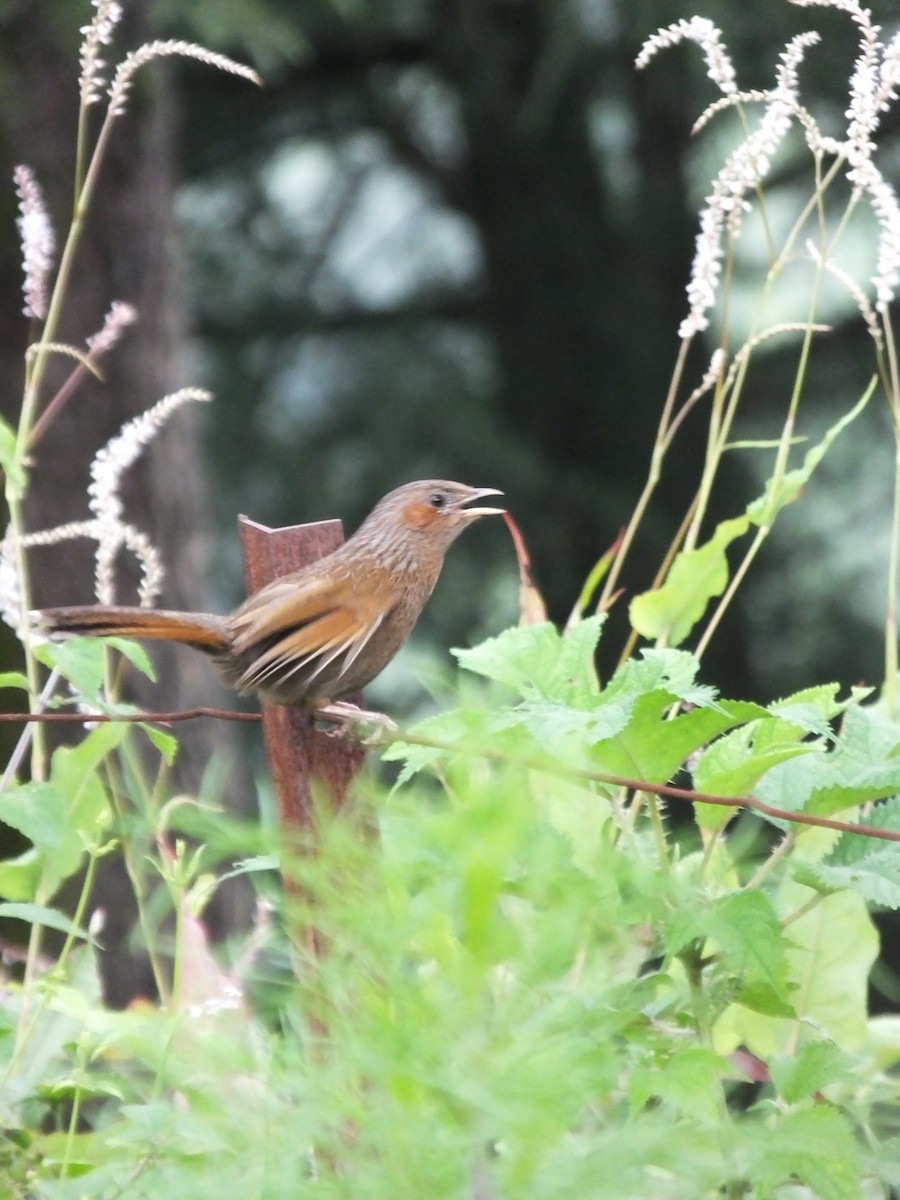 brunørelattertrost - ML645539472