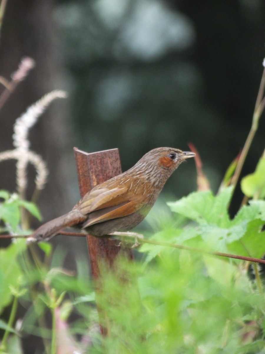 brunørelattertrost - ML645539473