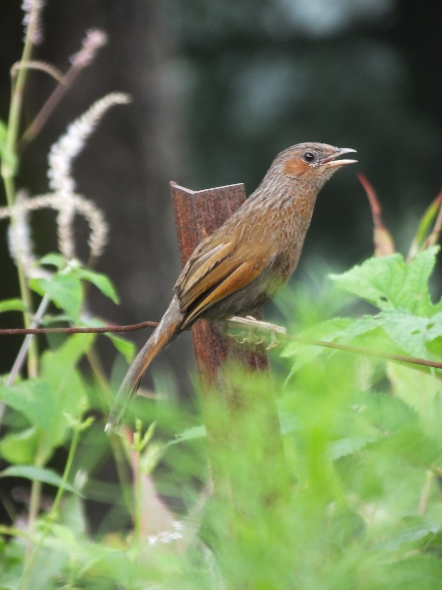 brunørelattertrost - ML645539474