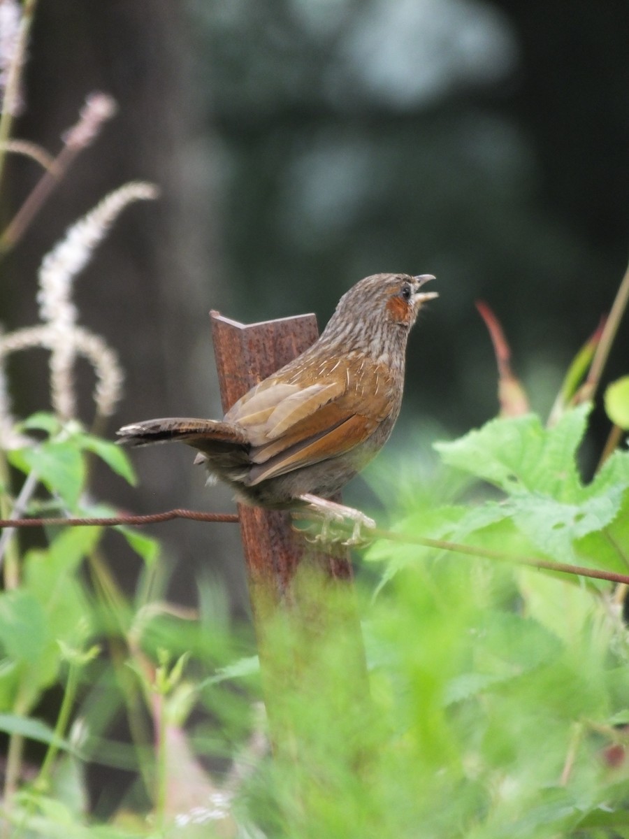 brunørelattertrost - ML645539475