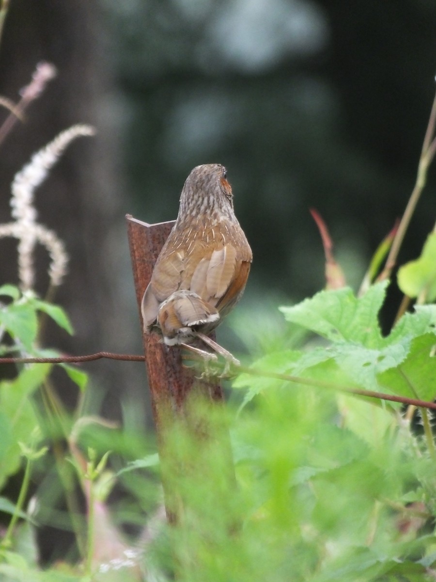 brunørelattertrost - ML645539476