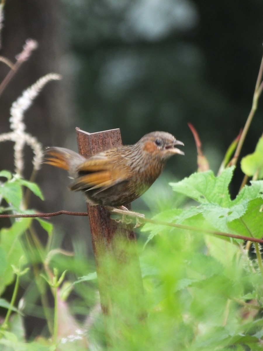 brunørelattertrost - ML645539477