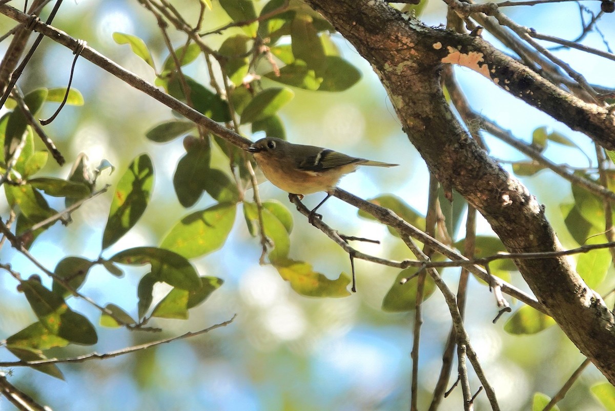 Rubingoldhähnchen - ML645539479