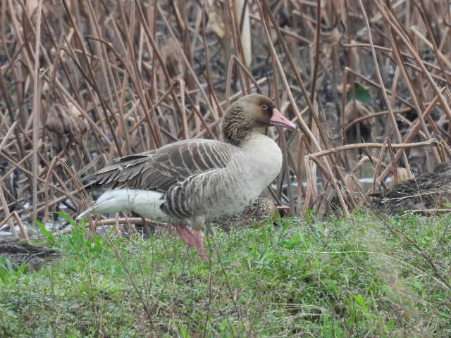 Гуска сіра - ML645539512