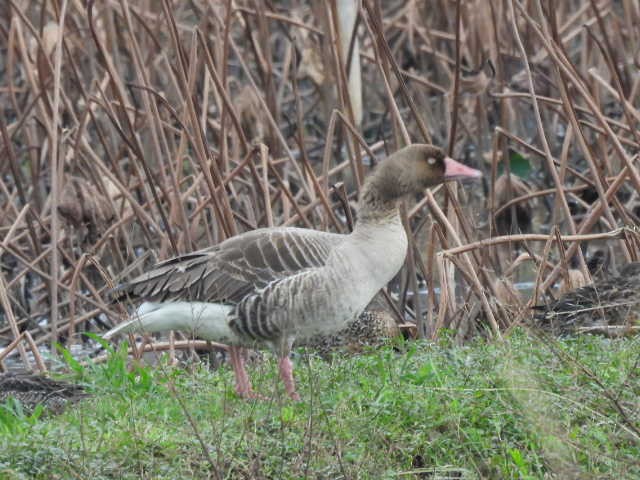 Гуска сіра - ML645539513