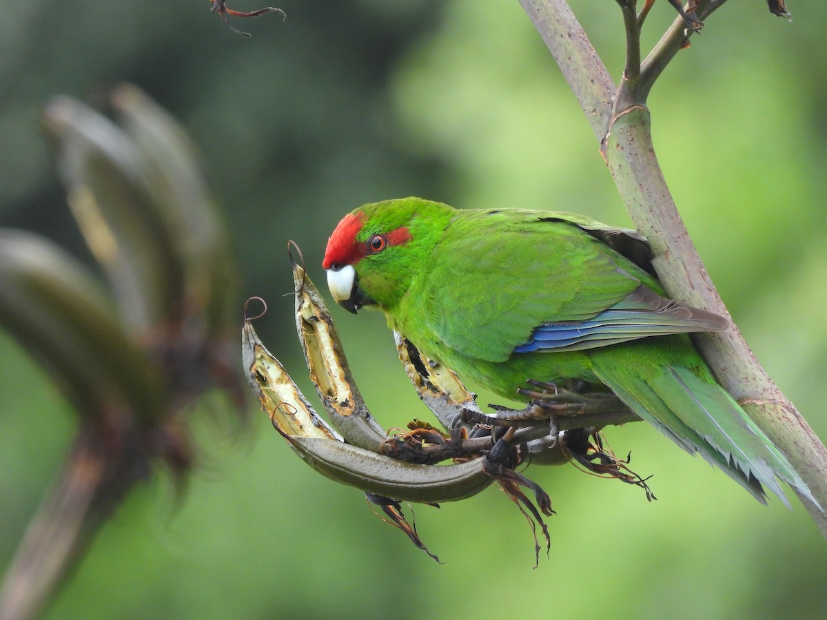 Red-crowned Parakeet - ML645539517