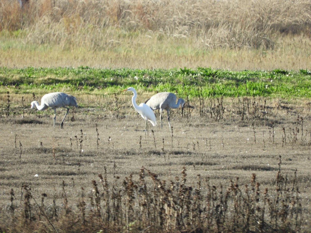 Garceta Grande - ML645539518