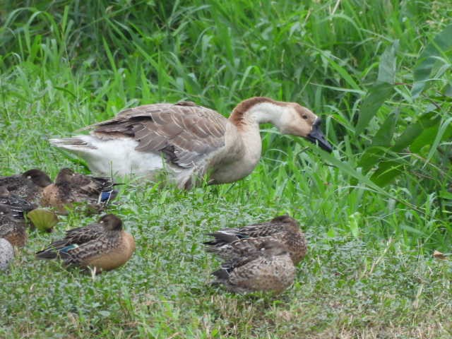 Ánsar Cisnal (variedad doméstica) - ML645539519