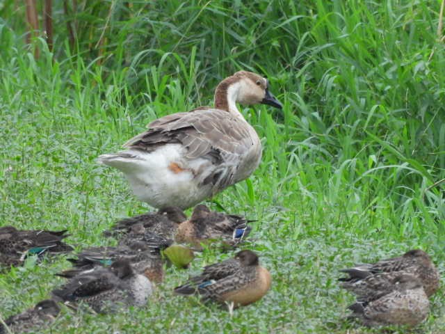 Ánsar Cisnal (variedad doméstica) - ML645539520