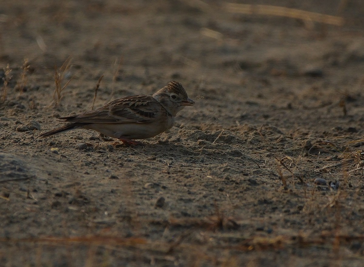 Mongolian Short-toed Lark - ML645539521