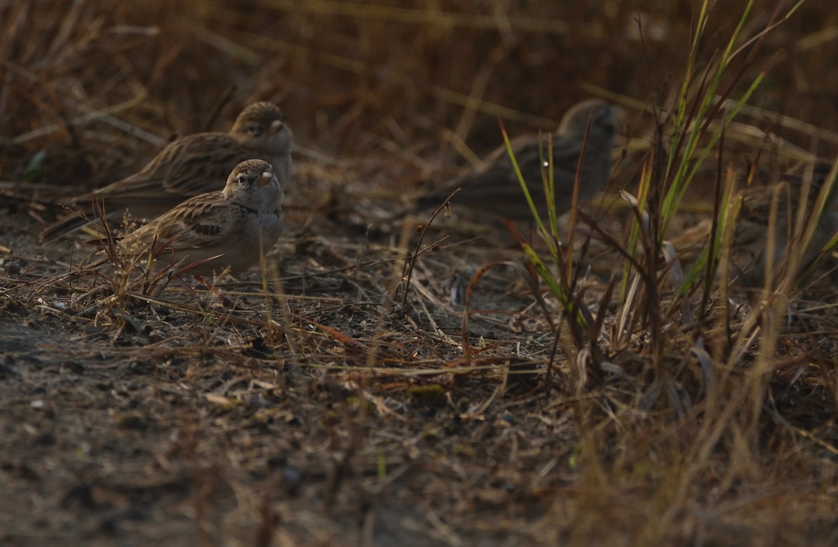 Mongolian Short-toed Lark - ML645539522