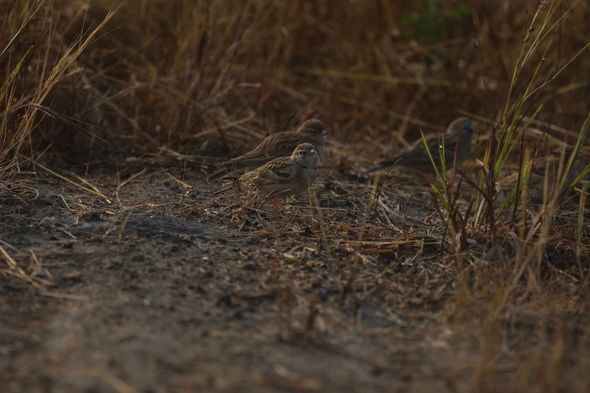 Mongolian Short-toed Lark - ML645539523