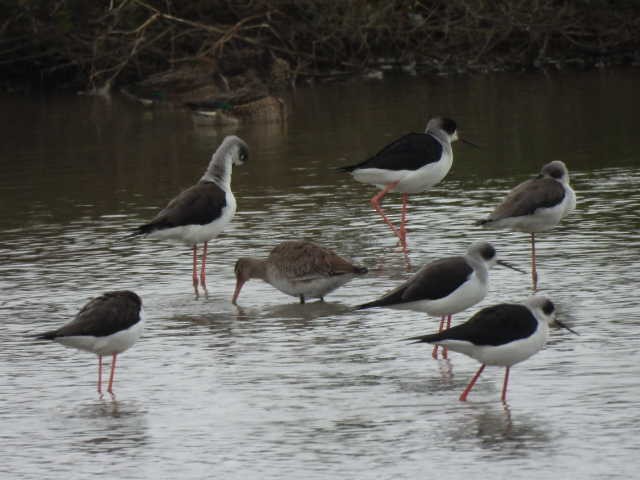 Black-tailed Godwit - ML645539527