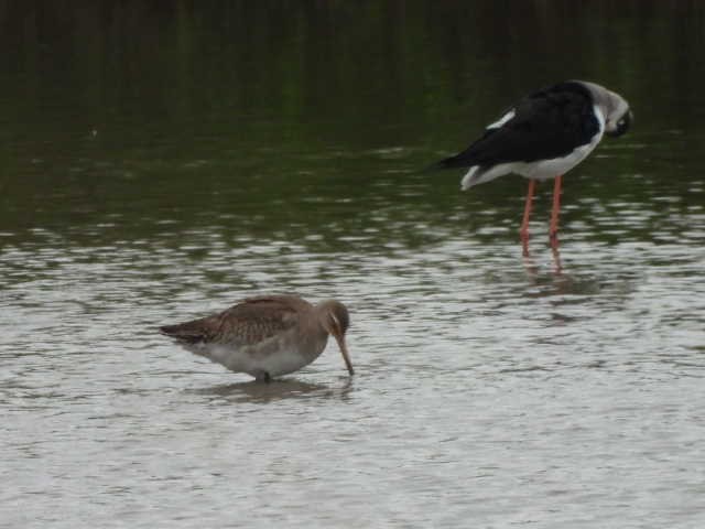 Black-tailed Godwit - ML645539528