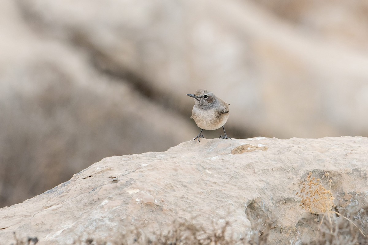 bělořit bělobrvý - ML645539537