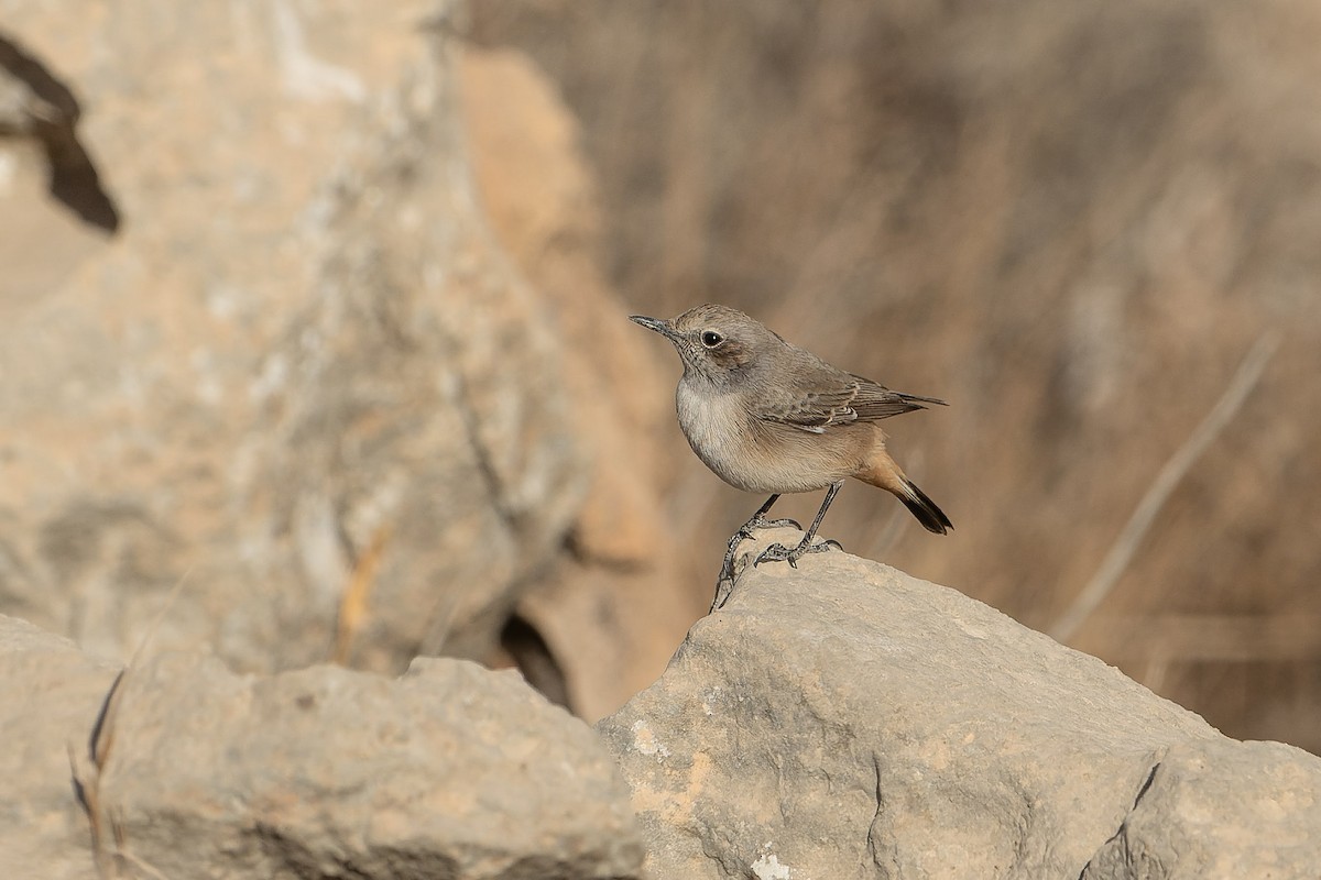 bělořit bělobrvý - ML645539538