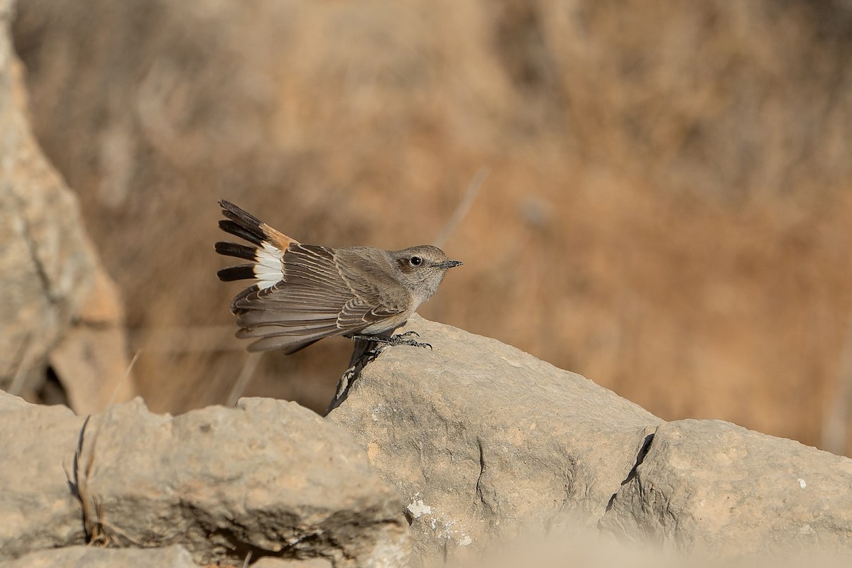 bělořit bělobrvý - ML645539539