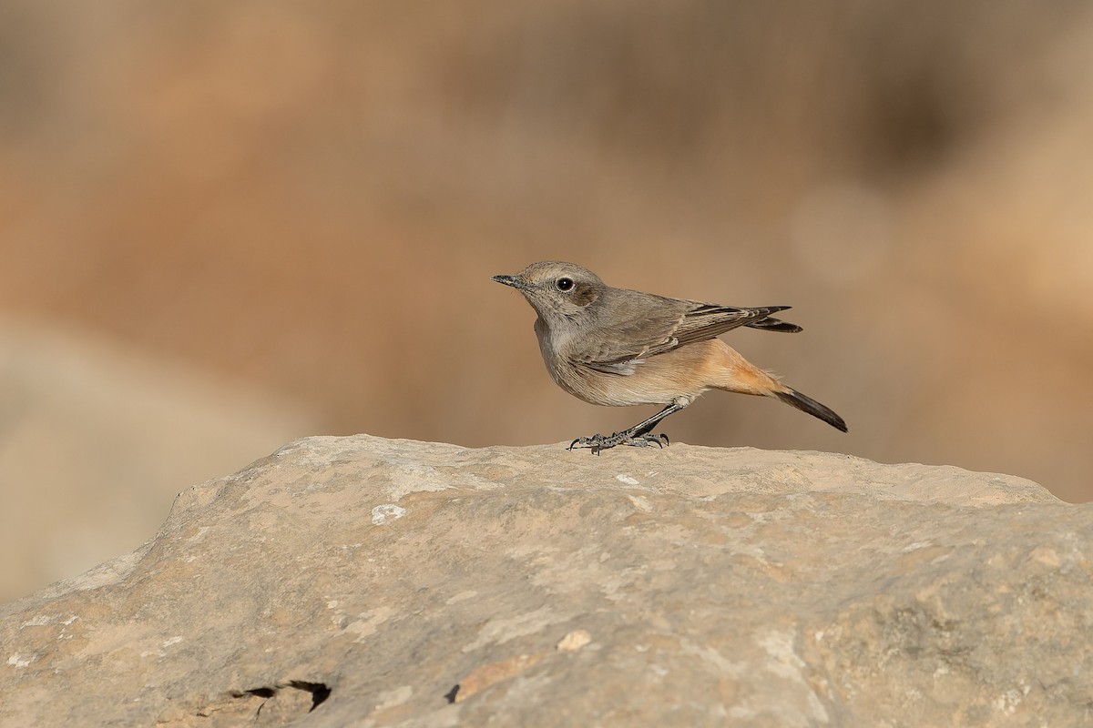 bělořit bělobrvý - ML645539541