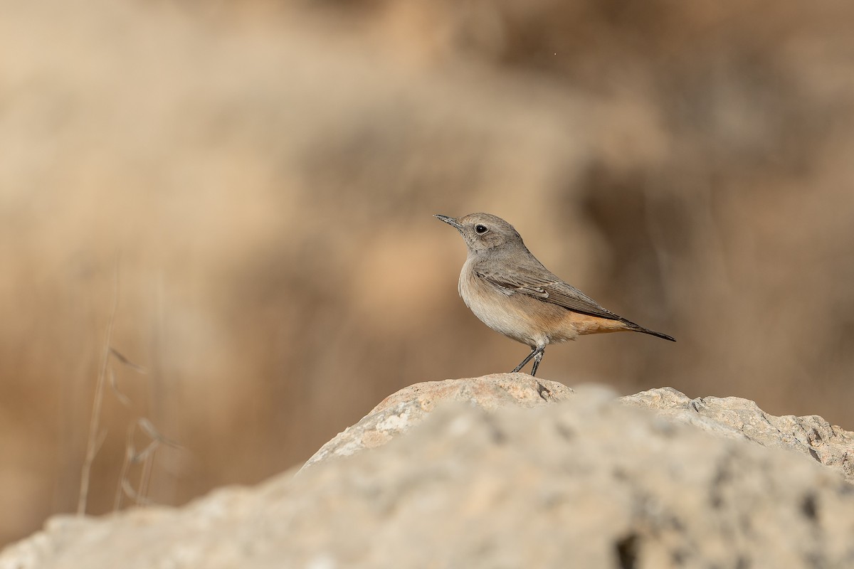 bělořit bělobrvý - ML645539542